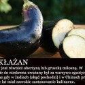 Baklažán!!