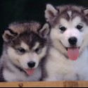 Alaskan Malamutes :) krása