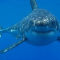 Grey reef shark