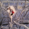 zamrznuta sipka pred mojim apartmanom, Vaasa