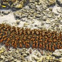 Sea cucumber