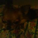 ovecka:)