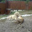 lew a lewica :D ...to sa mi podarilo odfotit v ZOO ... su kraasni