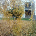Obrázok