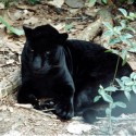 čierna cica 