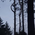 ze dik strom:D