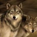 Wolves