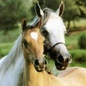 Ukážka z obrázkov v albume My love ---> HORSES <3