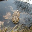 Ropucha bradavičnatá (Bufo bufo) - samček