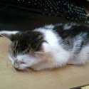 Current photo of my little sleeping kocúr:P...