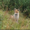 Tatranská ryšaňa (Vulpes vulpes)