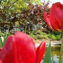 Tulipaanik :)