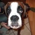 cooper