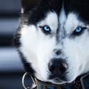 miska