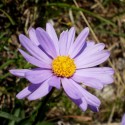 Astra alpínska