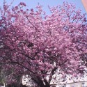 Keď kvitne
 sakura