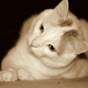 meoow