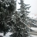 Stromček že brrrrrrr :D