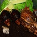 Obedujeme :) dočasne v malom terárku, lebo veľké Sanusa rozbila :)
zľava : Yoda, Thor, Worf ♥