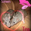 Simon & Teodor 