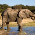NP ETOSHA - filmár a fotograf Miro Pokorný Vás pozýva na Foto Safari do najfotogenickejšej krajiny sveta - viac info na: http://www.offroadtours.sk/fotosafari.html (Foto: Julo Nagy Namíbia/2008)