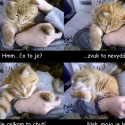 Story of my cat.