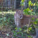 Ukážka z obrázkov v albume zoo-kanada(toronto)