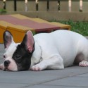 Buldog :))) 