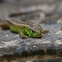 Jašterica krátkohlavá stredoeurópska - Lacerta agilis agilis - samička 