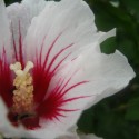 kvet fotení v Arborétum-Vieska Nad Žitavou