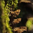 Prírodný bokeh