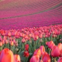 Tulipány :)