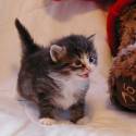 kitty-kitty mnaaaaaaaaaaaaaaaaaaaaw