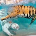 Ukážka z obrázkov v albume tigre
