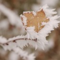 Frozen heart