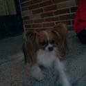 my dog - Charlie