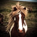 Paint horse sú proste úžasní :)