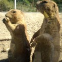 budapest zoo