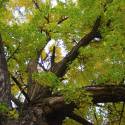 Ginko