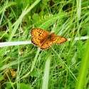 just another butterfly...