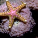 Sea star