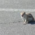 Fešáčisko jeden, Utahský Chipmunk :D