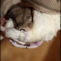 Boa Constrictor 0.1 - Montana