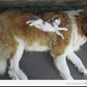 cuuuute :)