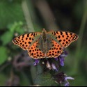 Ukážka z obrázkov v albume Fauna