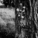 fake plastic tree,blood..