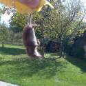 ratatouille