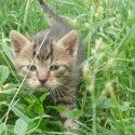 :3333