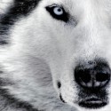 Ukážka z obrázkov v albume Sibírsky Husky 