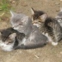 aby sa nepovedalo, ze som nepridal dake macence ^___^